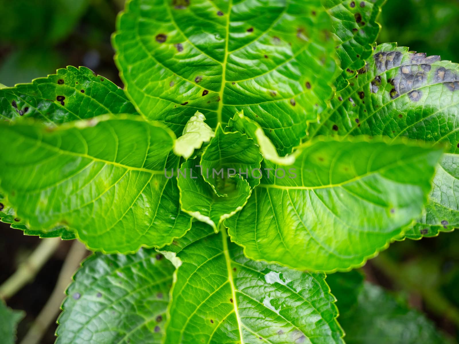 Fresh green leaves of hydrangea in the garden on summer day.