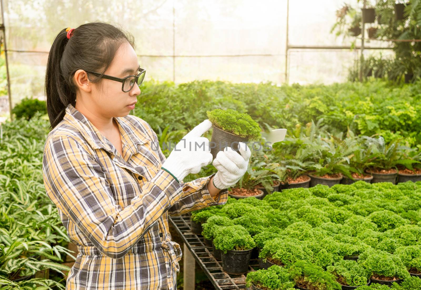 Asian female gardeners working in the greenhouse of planting seedlings on summer day. by TEERASAK