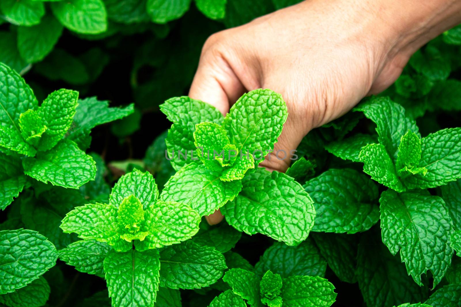 Close-up Woman hand picking of peppermints growing in a greenhouse  in summer day. Selective focus.