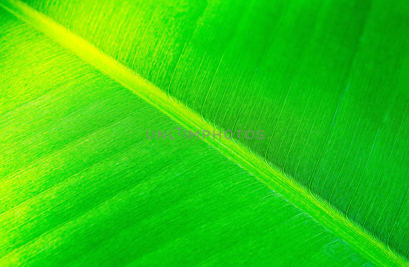 Texture of Fresh Green banana leaf.