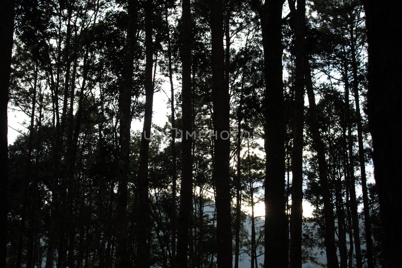 View of tall pine trees in forest with foggy in the morning. by TEERASAK