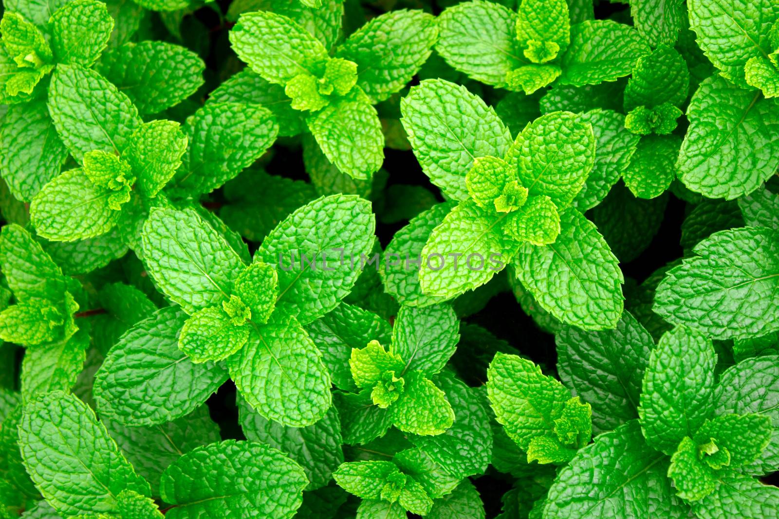 The young peppermints growing in a greenhouse  in summer day. Selective focus. by TEERASAK