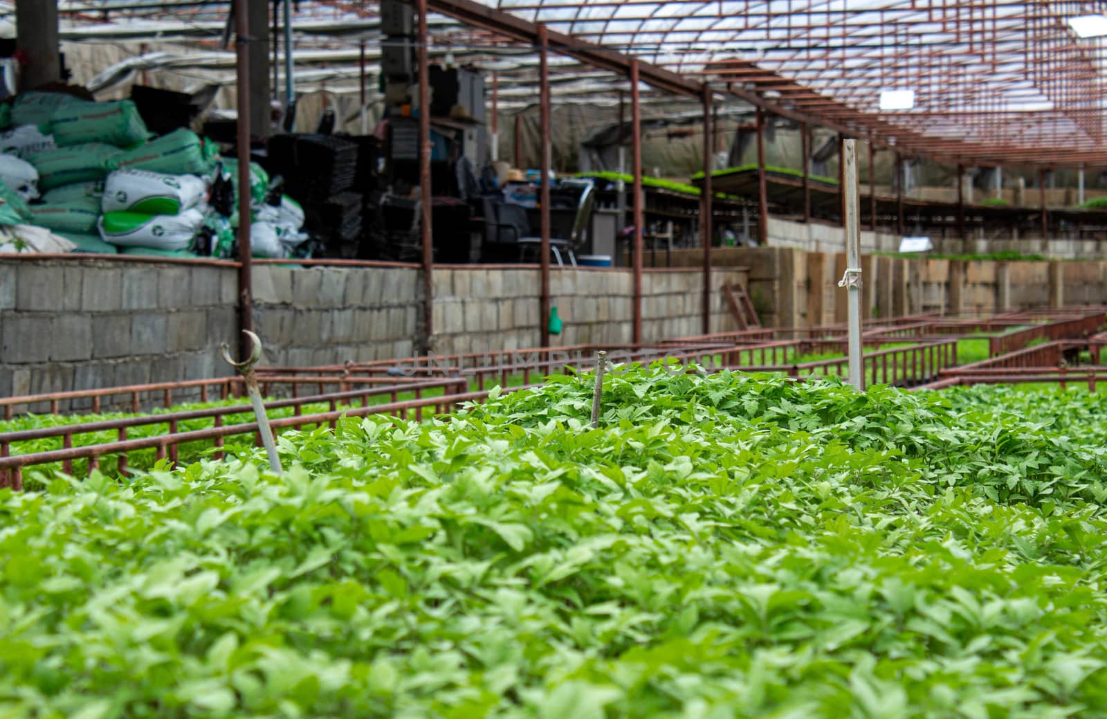 The young plants growing in a greenhouse with sunlight for planting or for sale. Selective focus. by TEERASAK