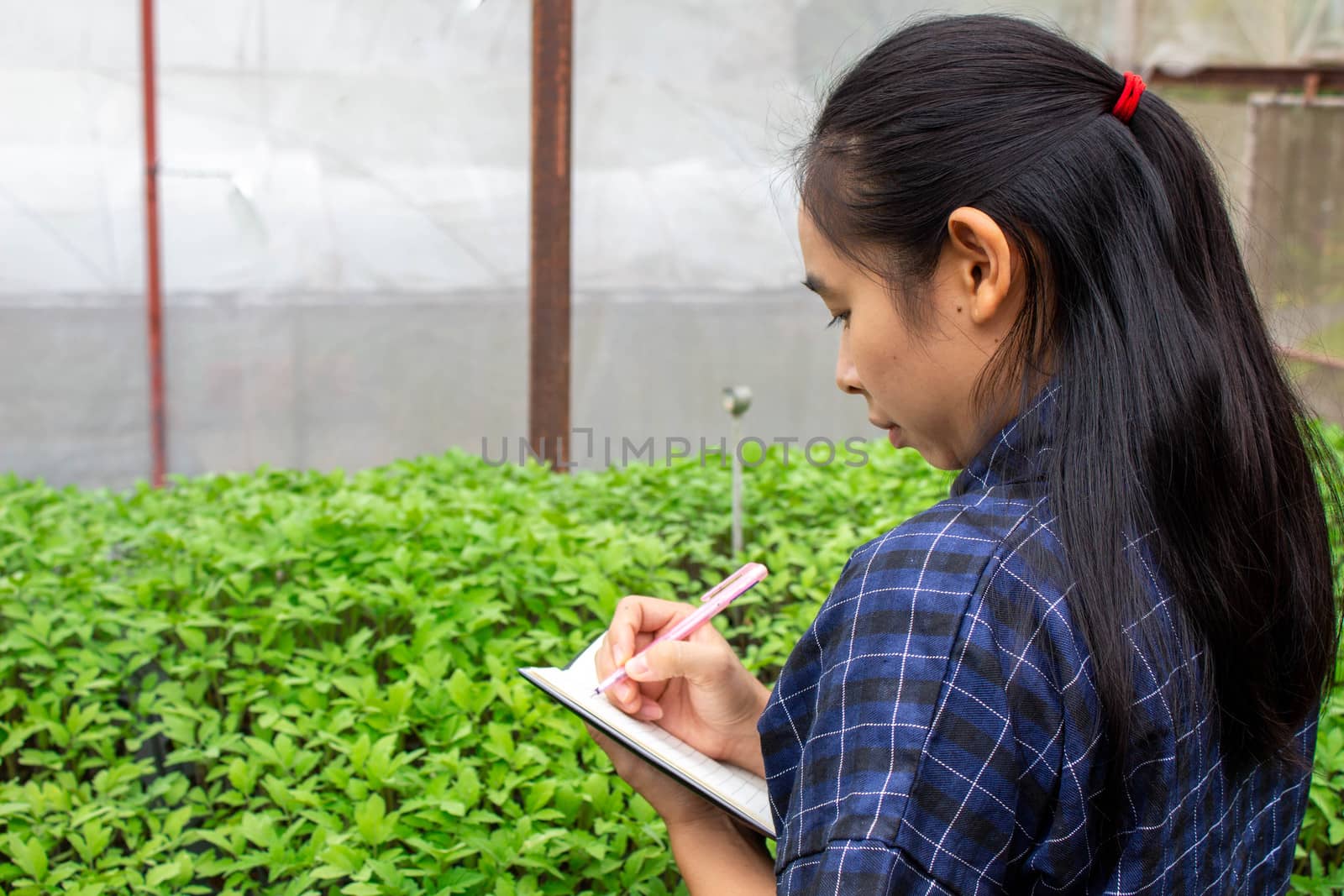 Portrait of a farmer Asian woman at work in greenhouse with notebook examines the growing seedlings on the farm and diseases in greenhouse. by TEERASAK