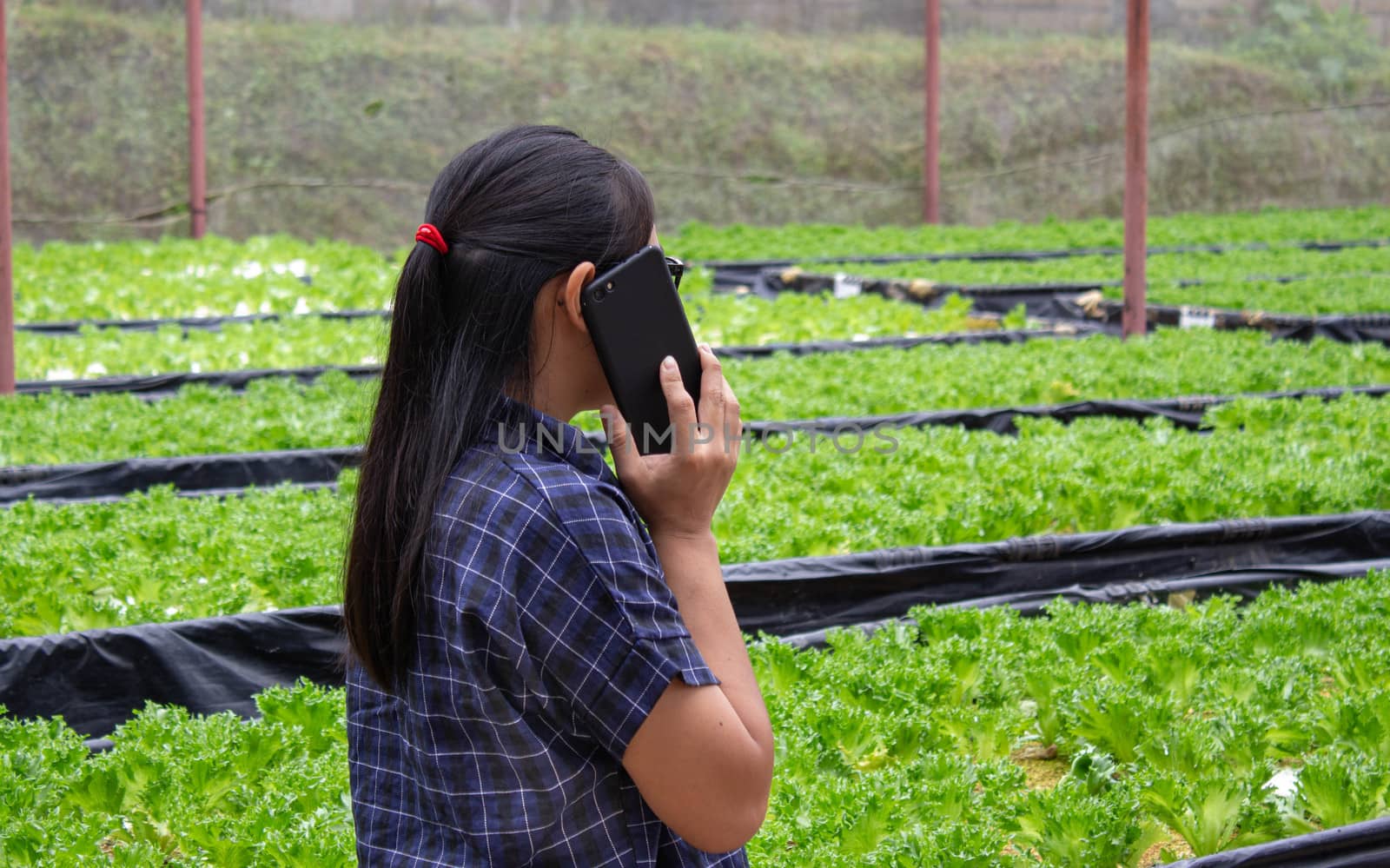 Portrait of a farmer Asian woman talking on phone while work in greenhouse of the growing salad seedlings on the farm. by TEERASAK