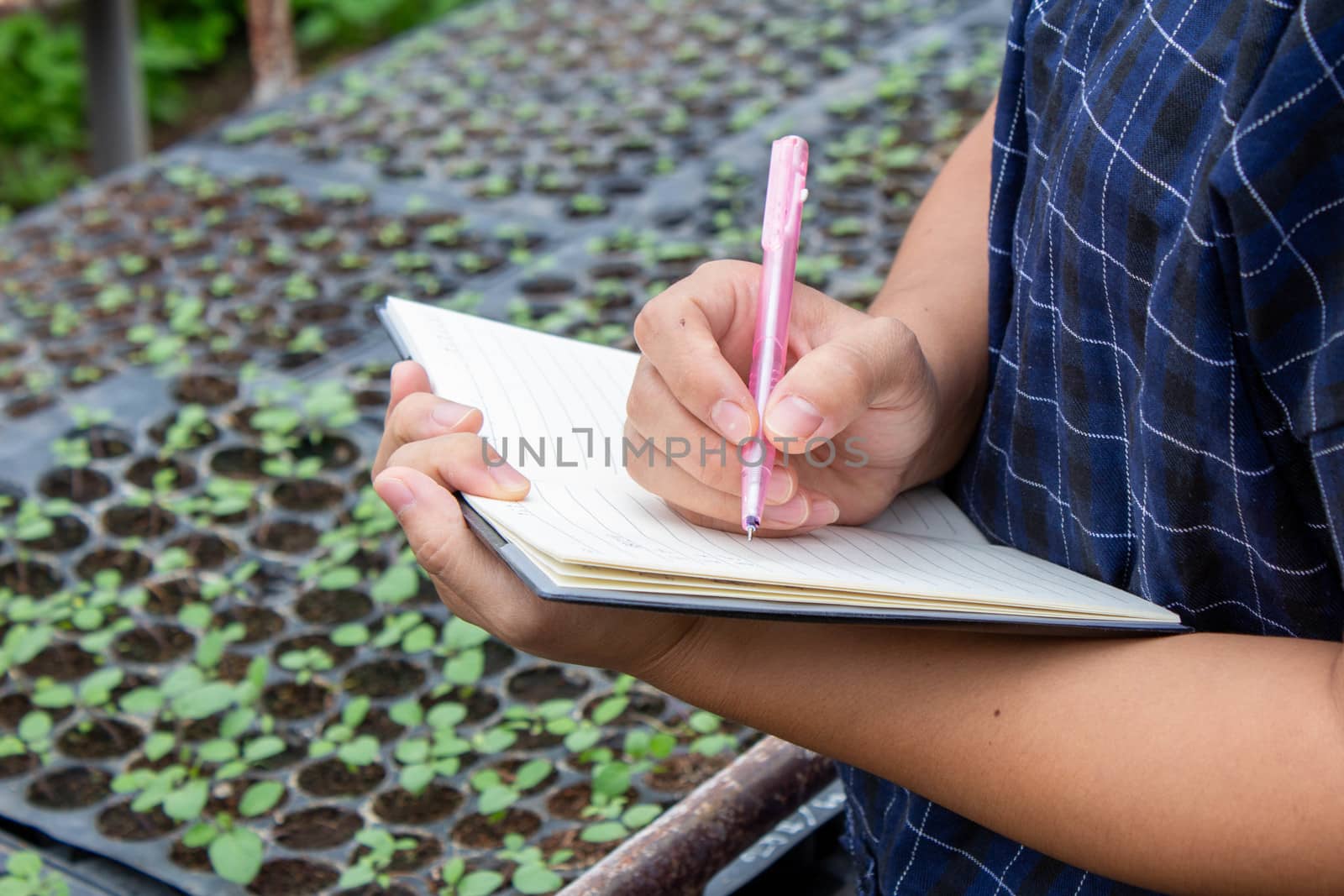 Portrait of a farmer Asian woman at work in greenhouse with notebook examines the growing seedlings on the farm and diseases in greenhouse. by TEERASAK