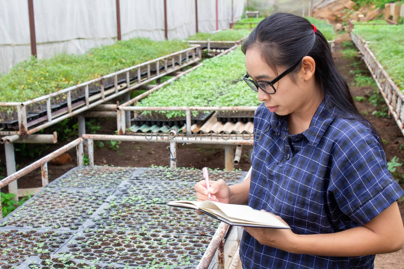 Portrait of a farmer Asian woman at work in greenhouse with notebook examines the growing seedlings on the farm and diseases in greenhouse. by TEERASAK