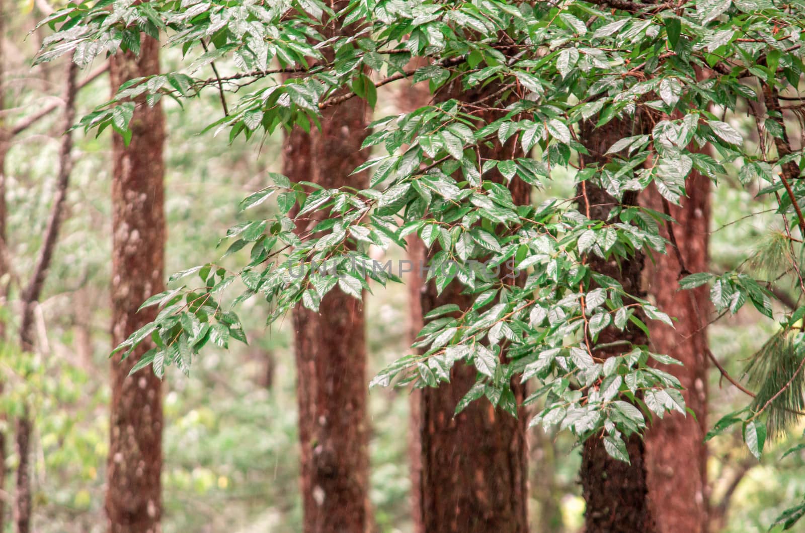 The hight tree in forest in rainy season.