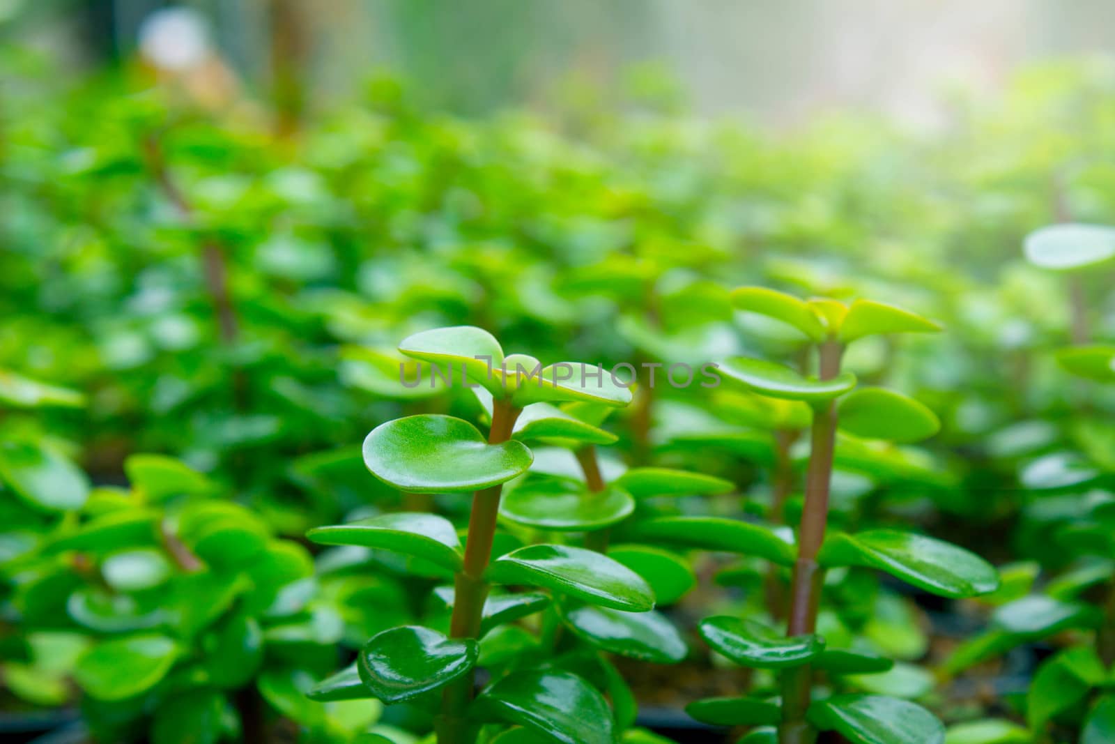 The young plants growing in a greenhouse  in summer day. Selective focus.