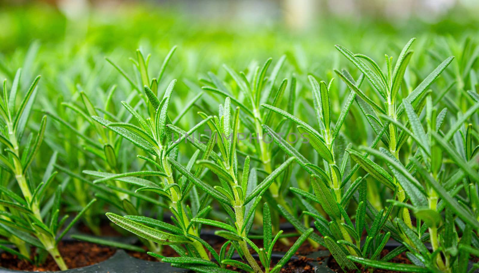 The young plants growing in a greenhouse  in summer day. Selective focus. by TEERASAK