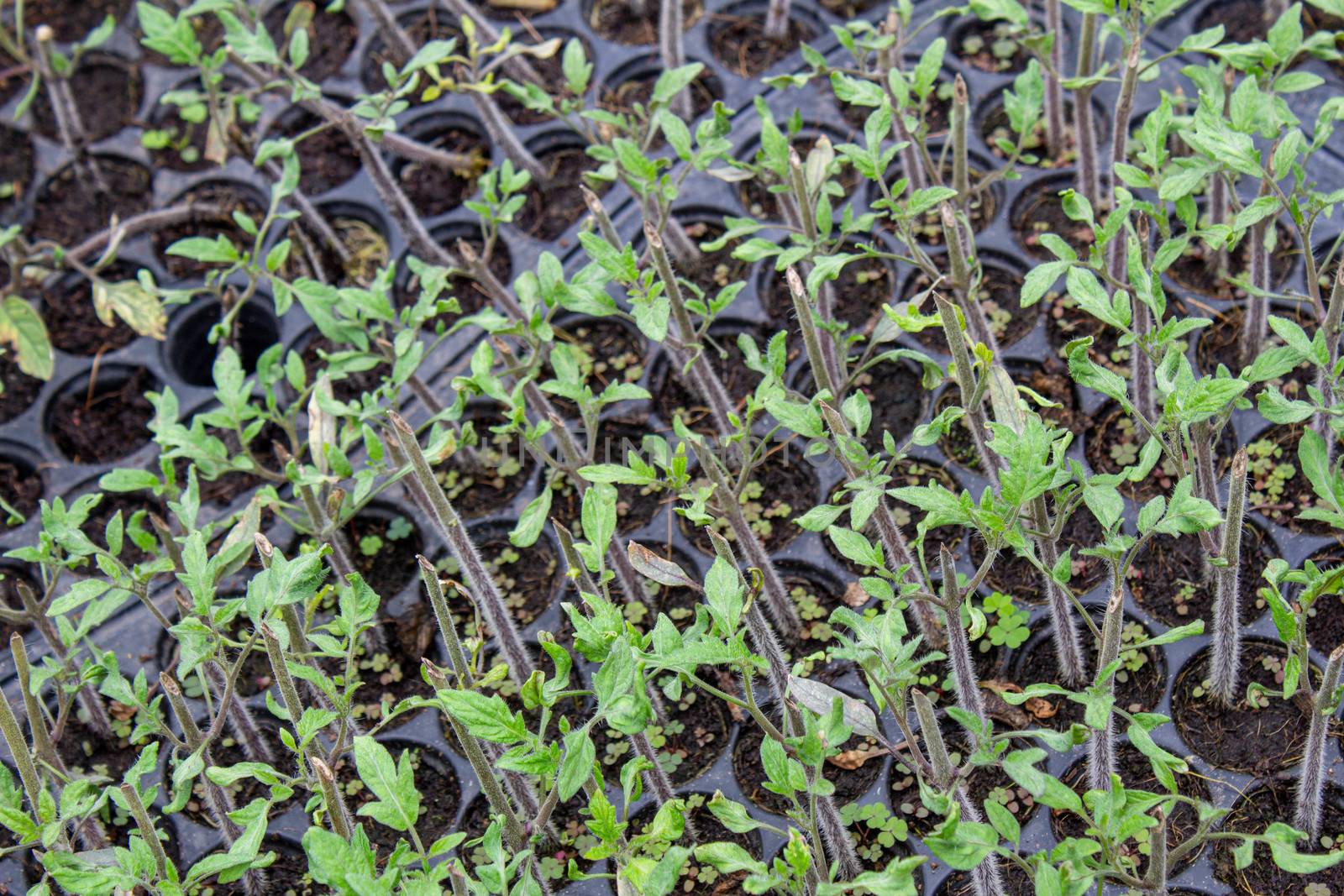 The young plants growing in a greenhouse with sunlight for planting or for sale. Selective focus.