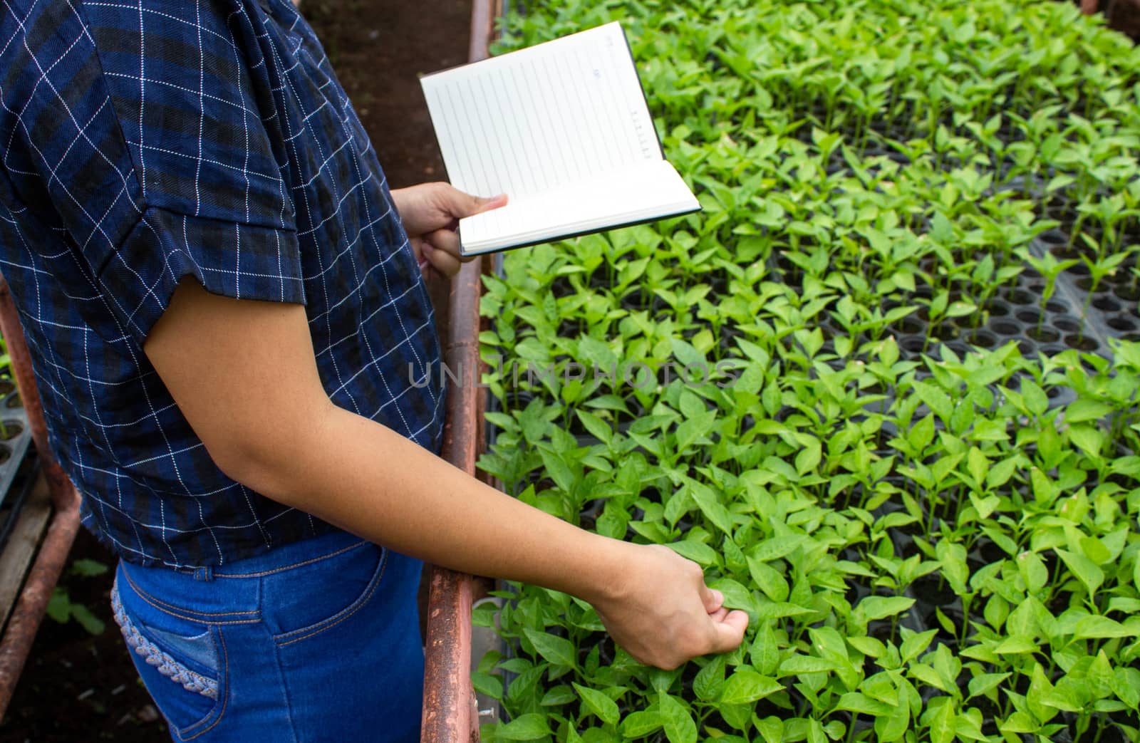 Portrait of a farmer Asian woman at work in greenhouse with notebook examines the growing seedlings on the farm and diseases in greenhouse.