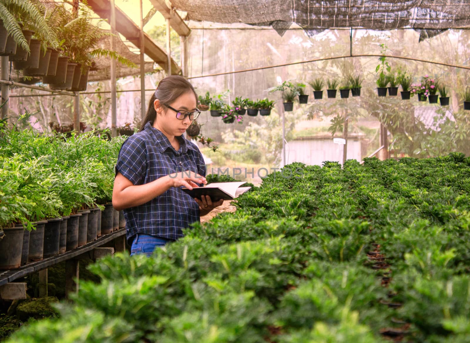 Portrait of a farmer Asian woman at work in greenhouse with notebook examines the growing seedlings on the farm and diseases in greenhouse.