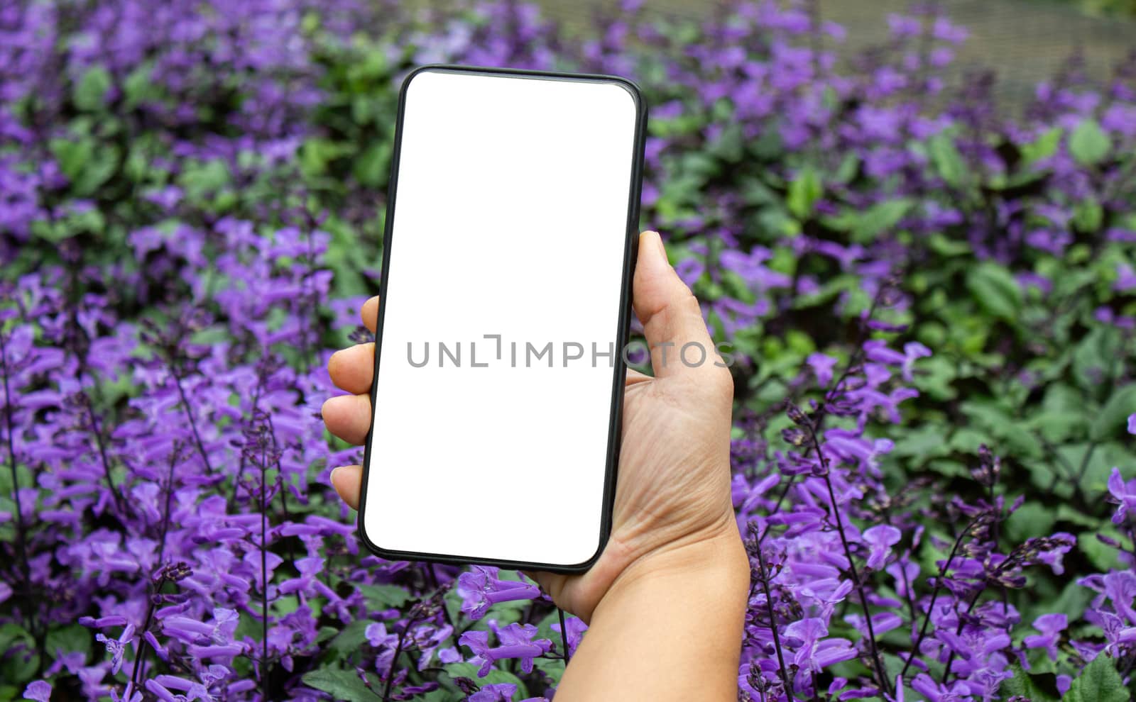 Close-up of hand holding smartphone isolated on purple flowers background with space for your text.