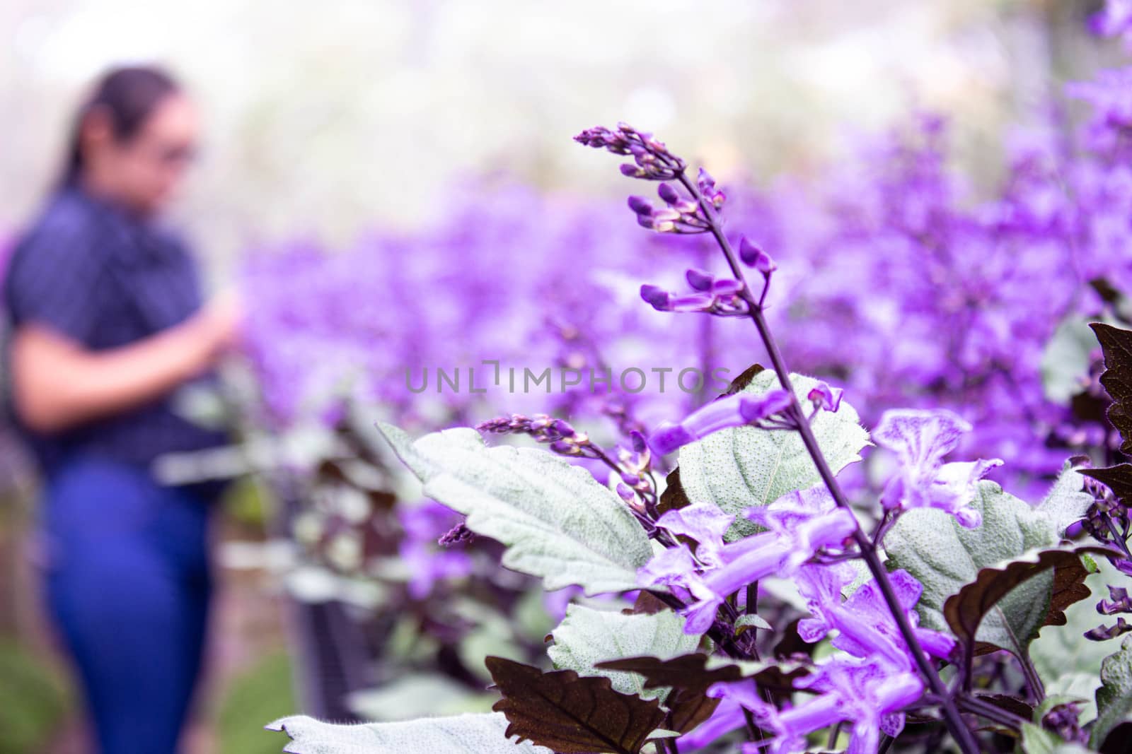 The Flowering plants growing in a greenhouse  in summer day. Selective focus. by TEERASAK