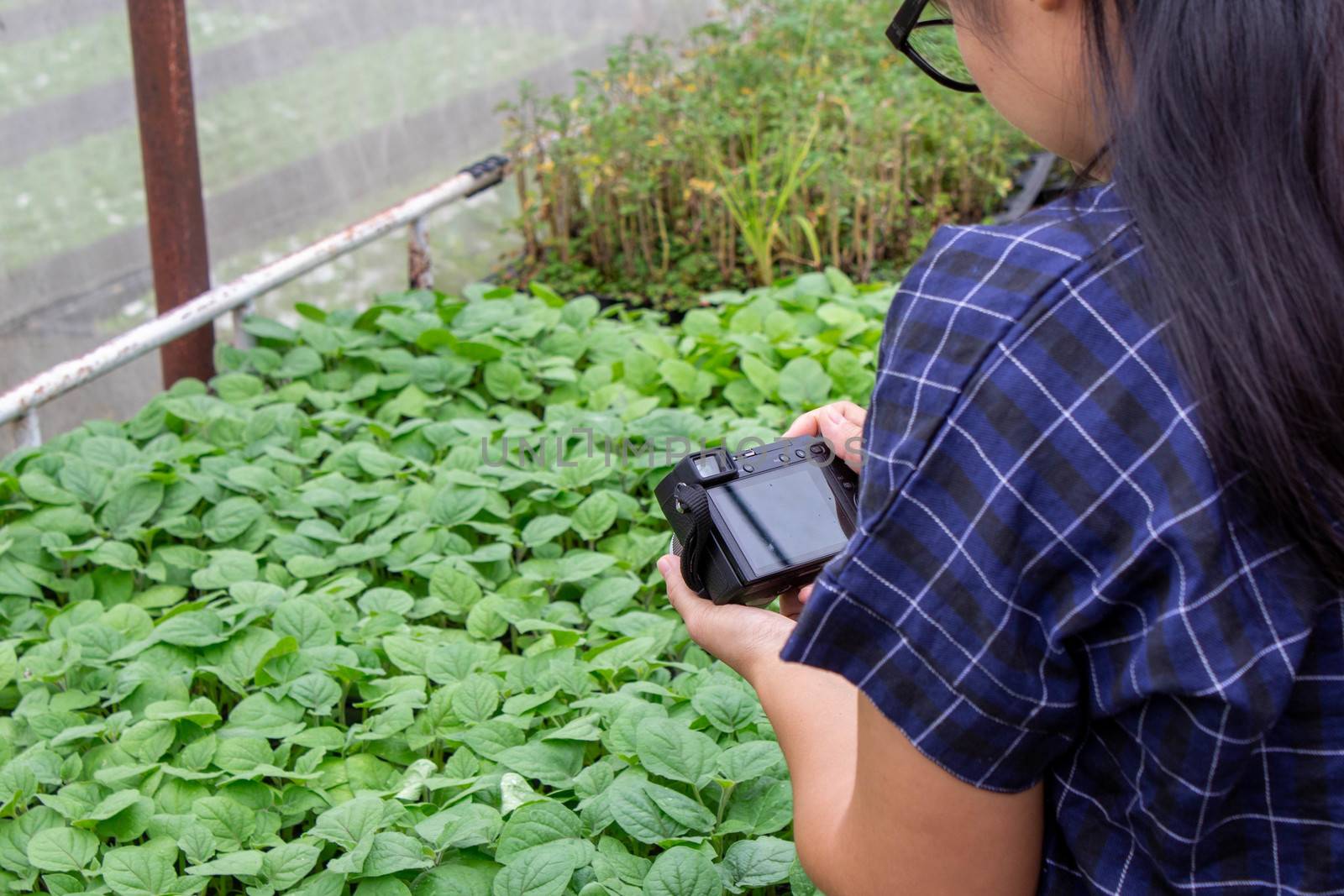 Asian gardeners women photographed plant seedlings in the greenhouse to market for online market sales. by TEERASAK