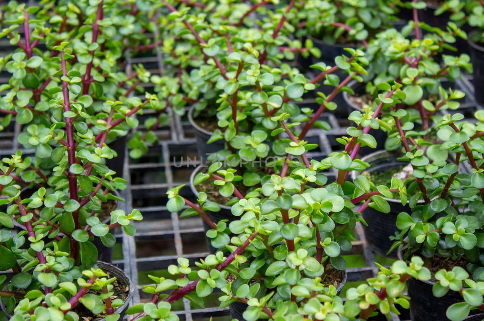 The young plants growing in a greenhouse  in summer day. Selective focus. by TEERASAK