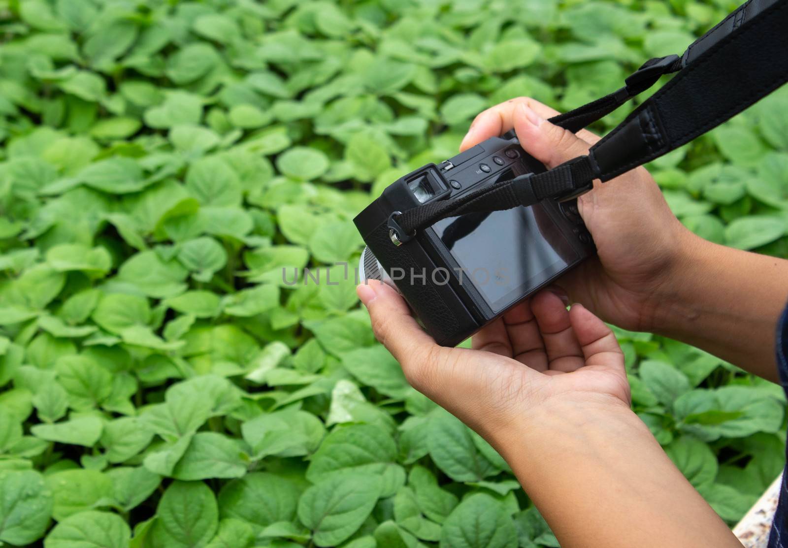 Asian gardeners women photographed plant seedlings in the greenhouse to market for online market sales. by TEERASAK