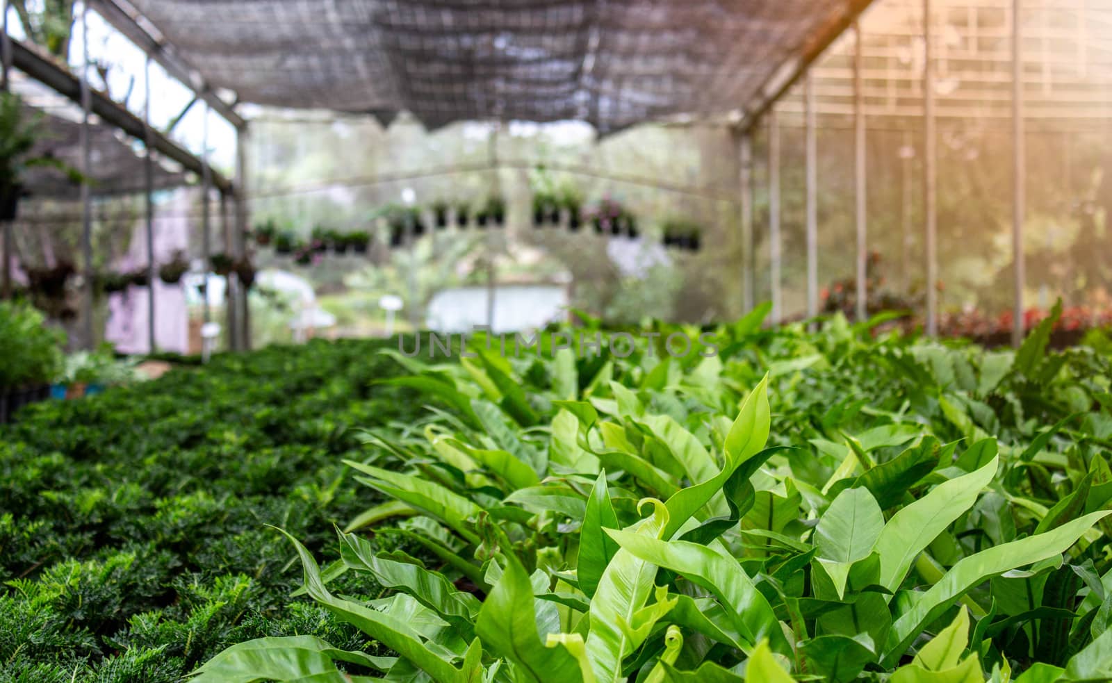 The young plants growing in a greenhouse with sunlight in summer day. Selective focus. by TEERASAK