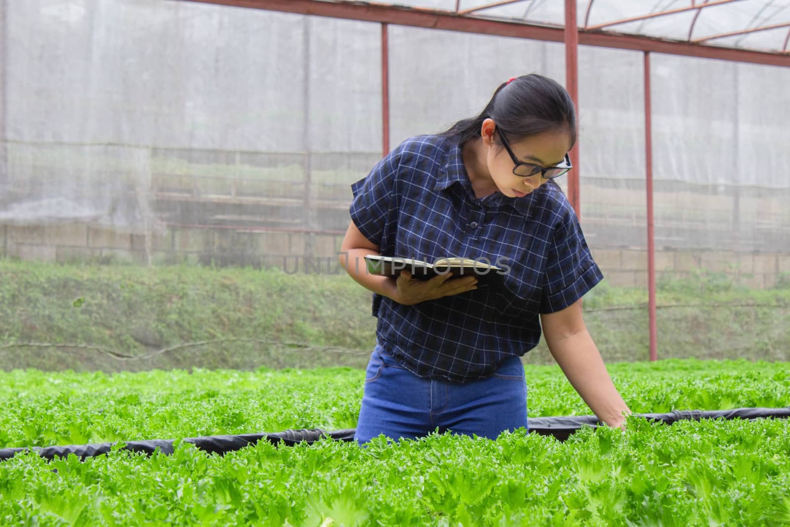 Portrait of a farmer Asian woman at work in greenhouse with notebook examines the growing seedlings on the farm and diseases in greenhouse.