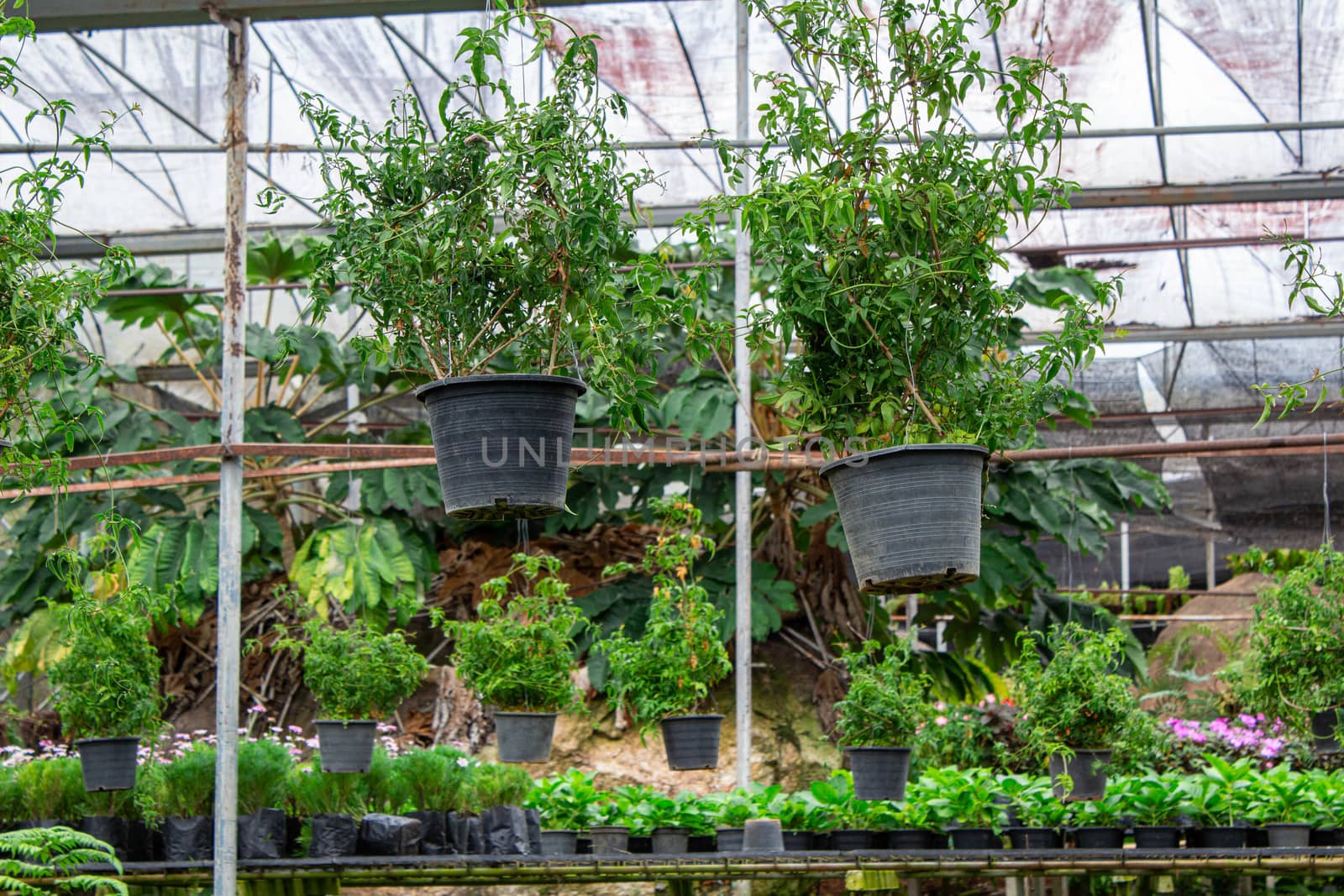 Growing seedlings in pot hanging in greenhouse.