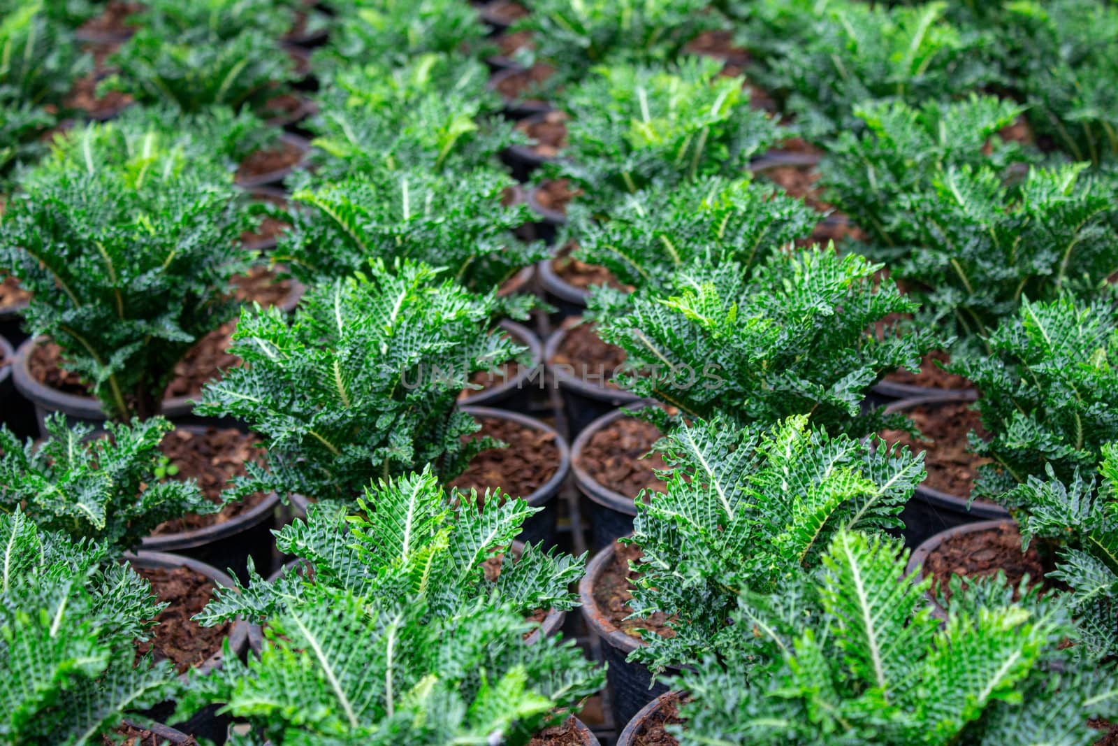 The young plants growing in a greenhouse  in summer day. Selective focus. by TEERASAK