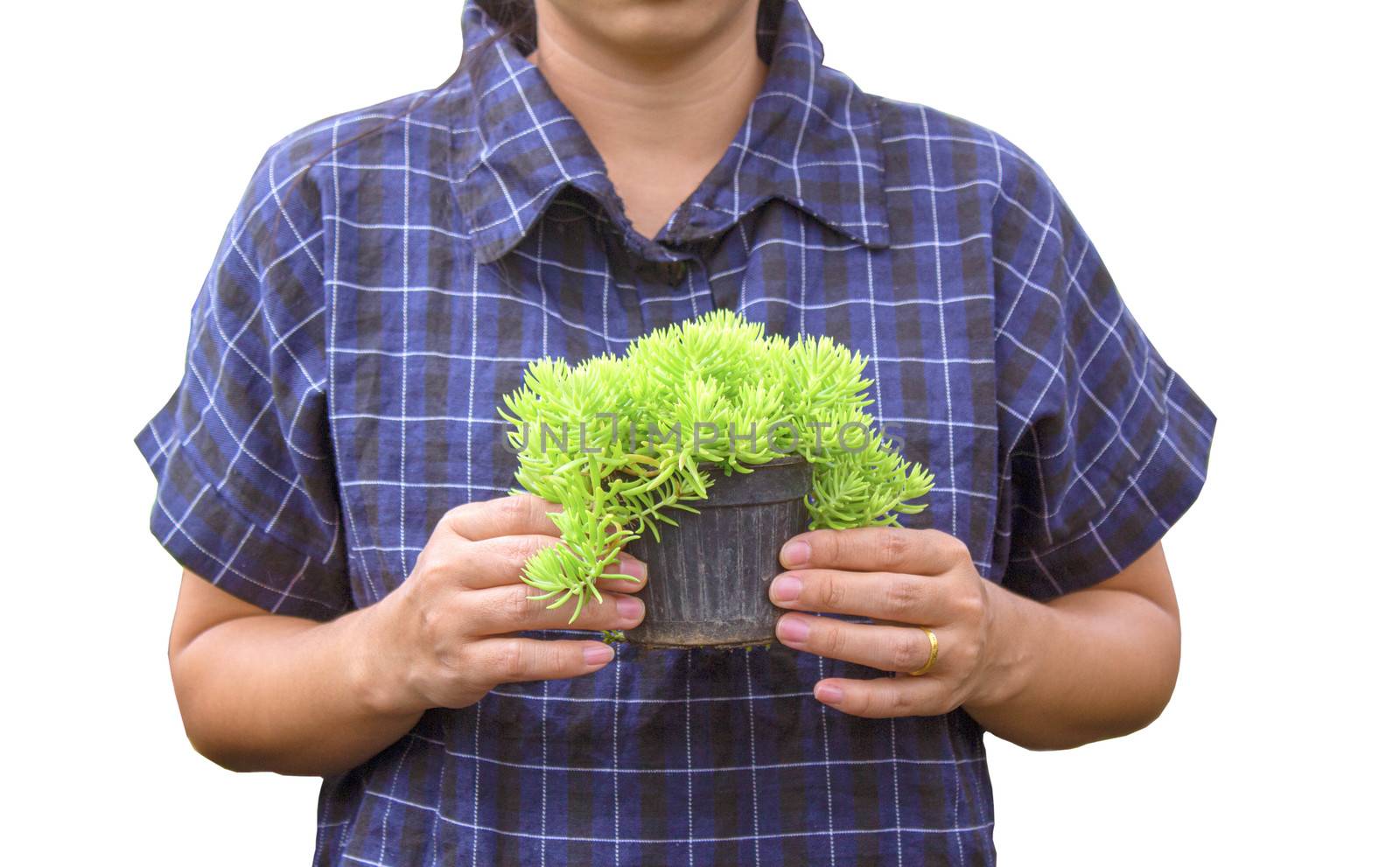 Gardener young woman holding a pot of growing seedlings in her hands for sale isolated on white background.