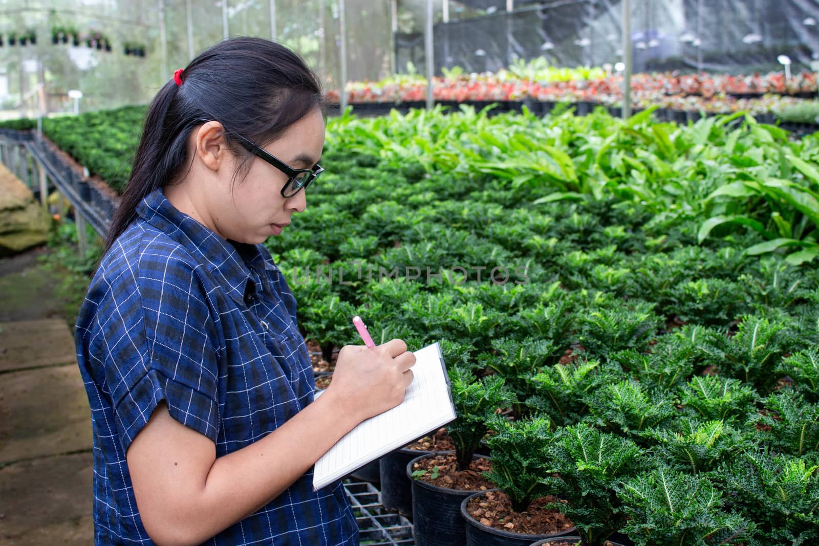 Portrait of a farmer Asian woman at work in greenhouse with notebook examines the growing seedlings on the farm and diseases in greenhouse. by TEERASAK