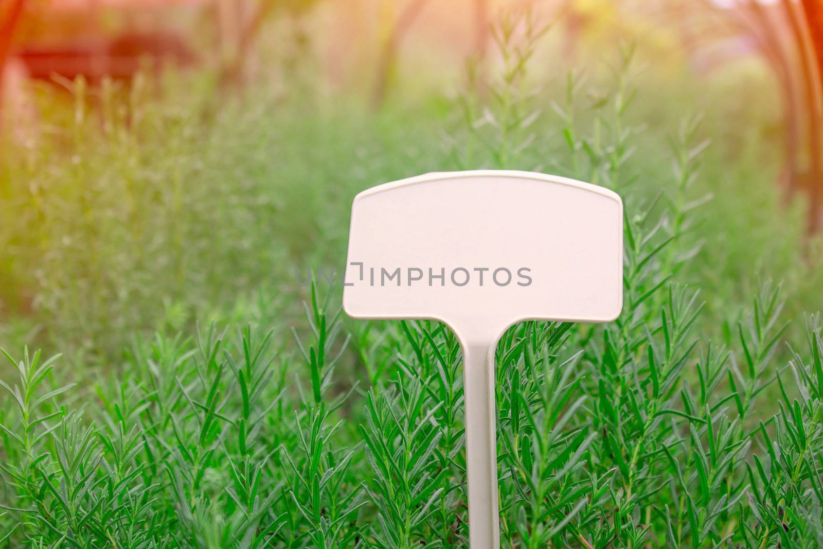 The Blank label for write in plastic pot of the young plants growing in a greenhouse. Selective focus.