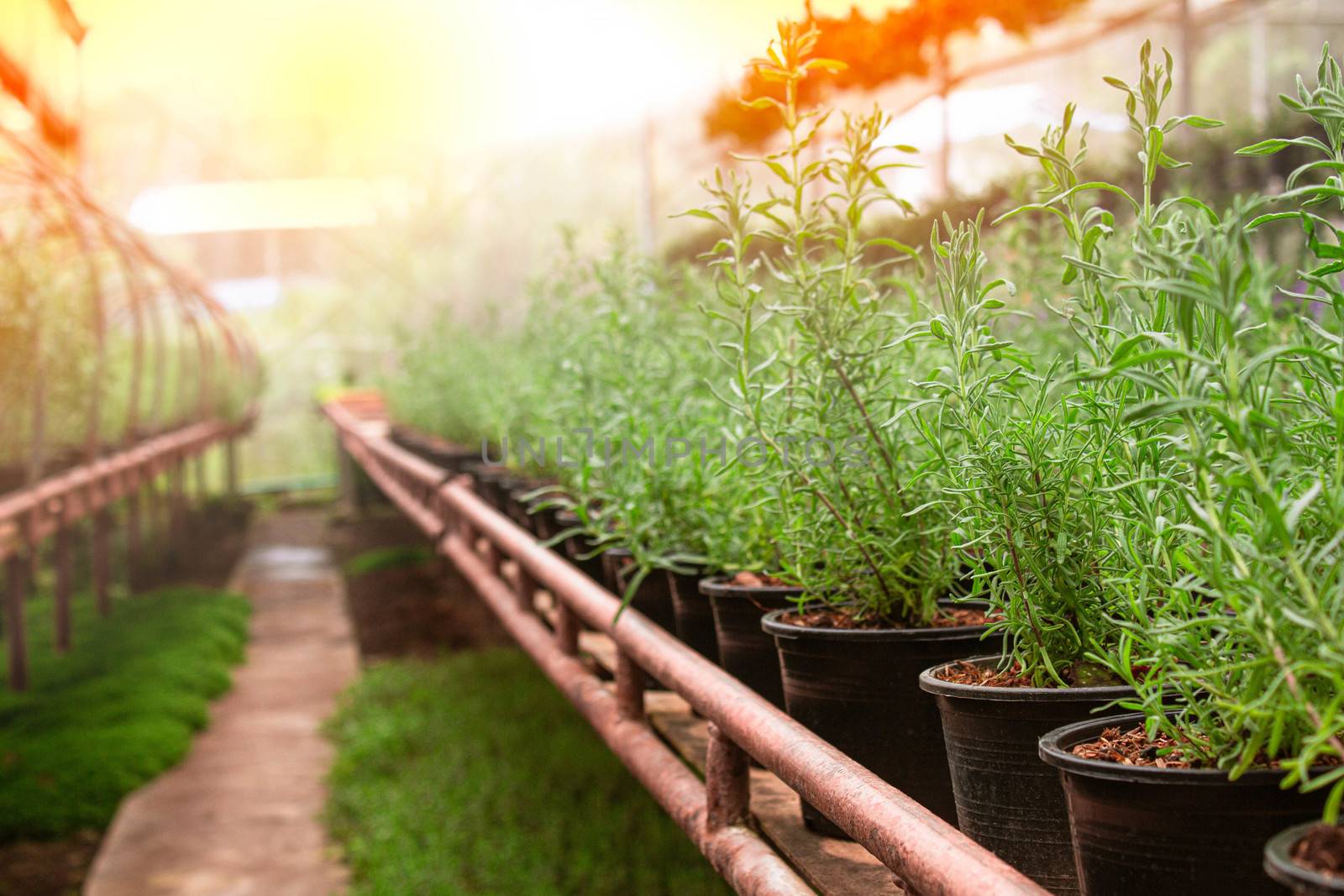 The young plants growing in plastic pots in a greenhouse for planting or for sale. Selective focus. by TEERASAK