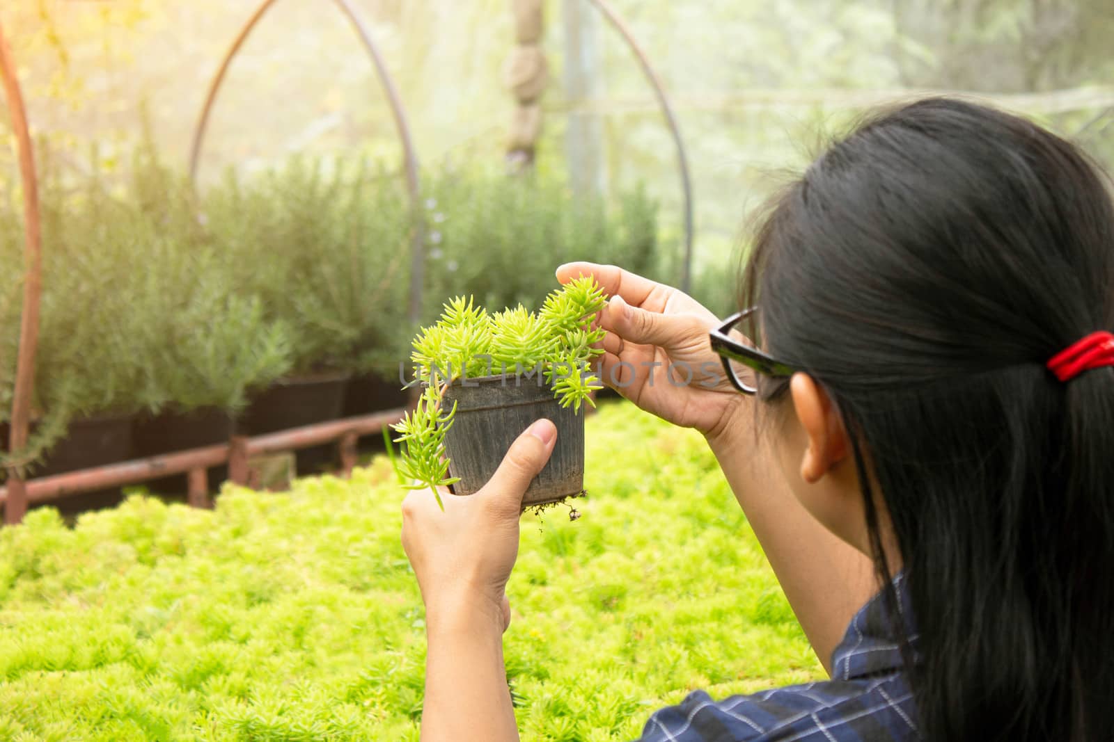 Asian woman gardener care of plants growing in plastic pots in a greenhouse for planting or for sale.