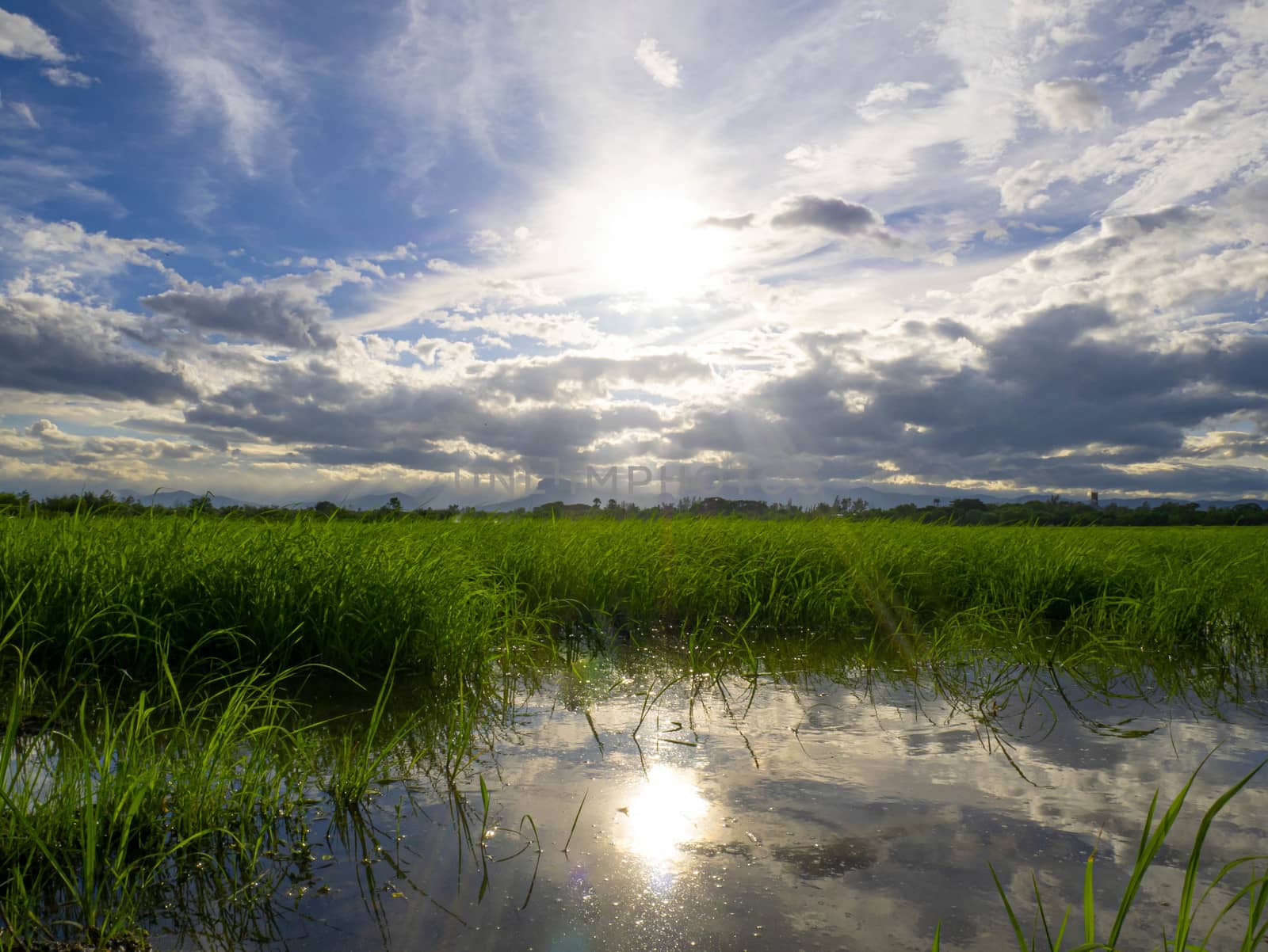 agriculture, asia, asian, background, beautiful, blue, cloud, co by TEERASAK