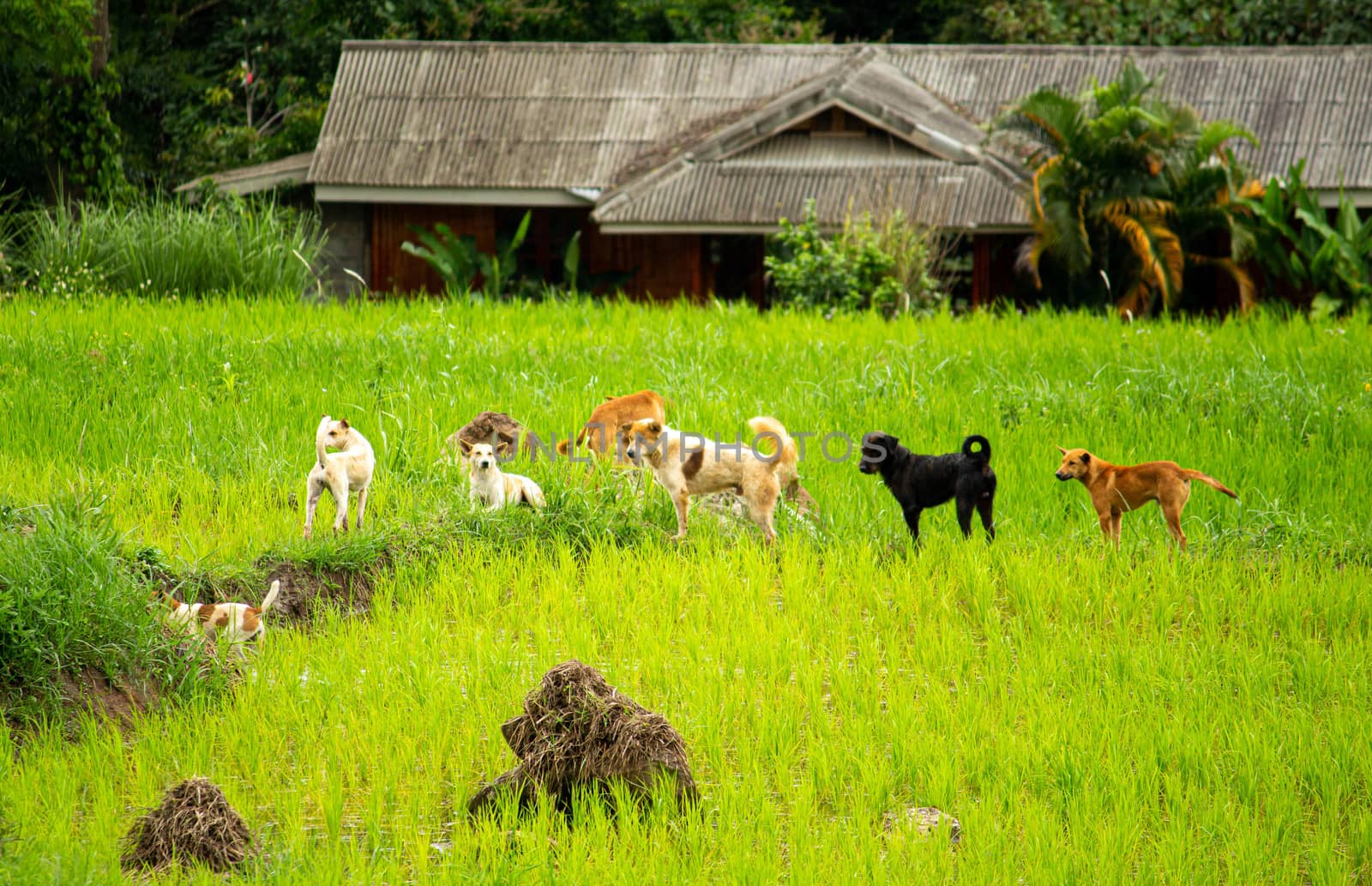 Group of dogs standing still in the​ green​ rice​ field​s in evening.