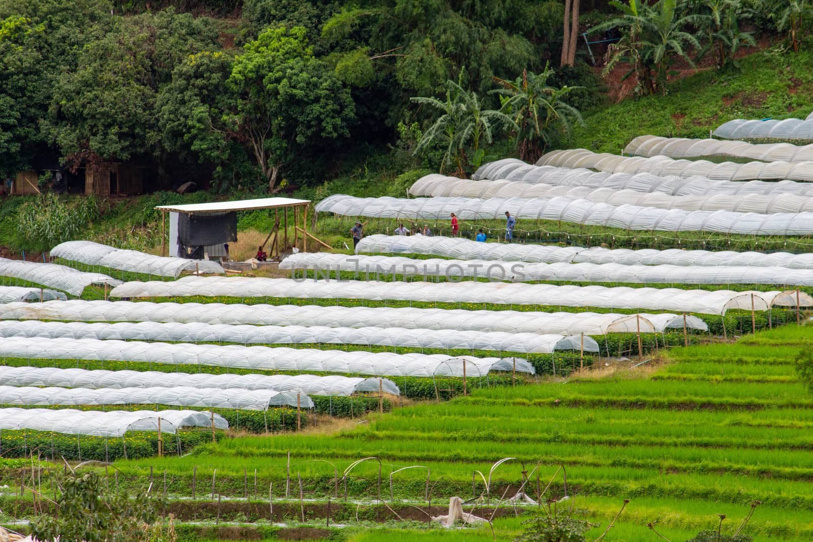 Agricultural area on the mountain in northern Thailand in rainny season.