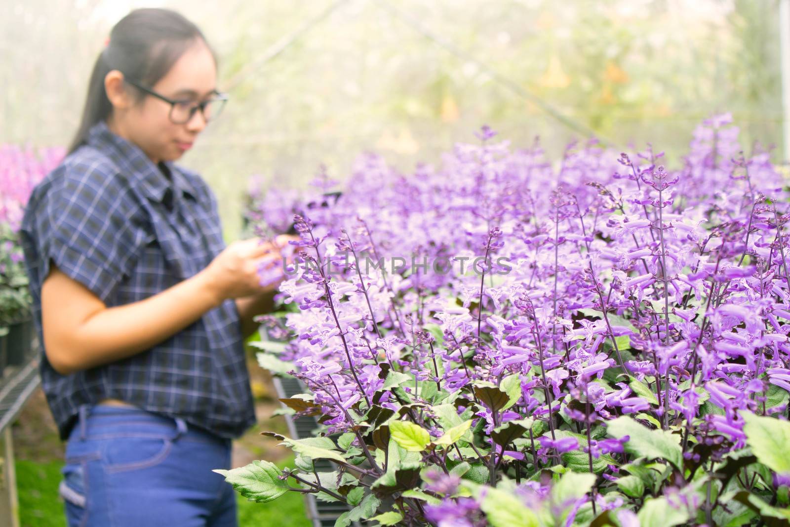 Asian gardeners women searching data of diseases and growing flowers in greenhouse. selective focus by TEERASAK