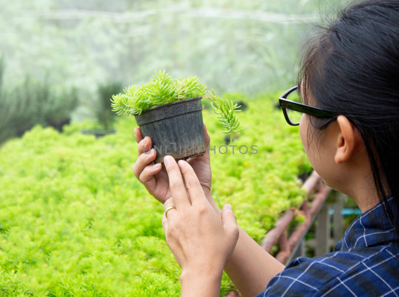 Asian woman gardener care of plants growing in plastic pots in a greenhouse for planting or for sale. by TEERASAK