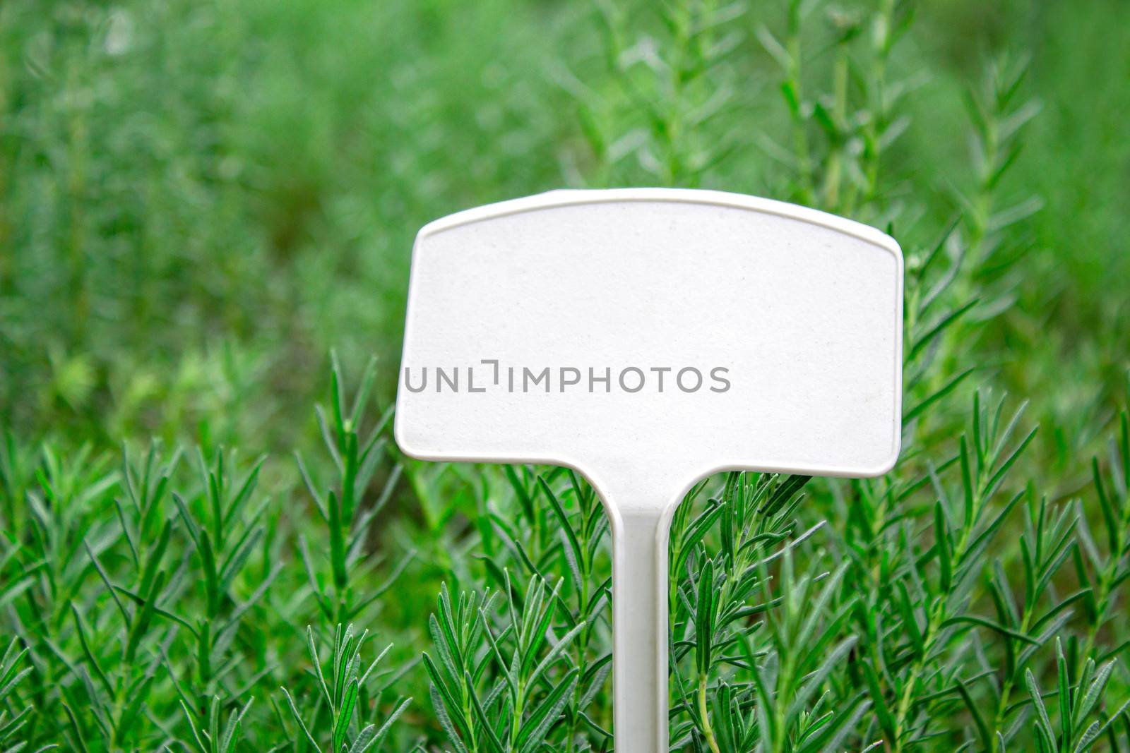 The Blank label for write in plastic pot of the young plants growing in a greenhouse. Selective focus. by TEERASAK