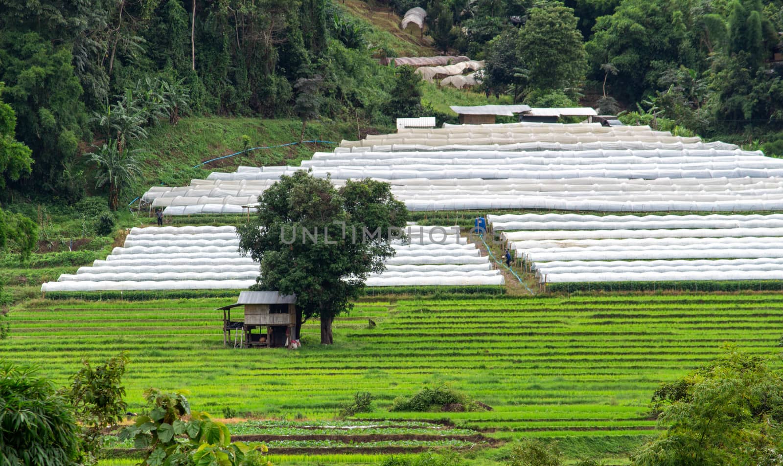Agricultural area on the mountain in northern Thailand in rainny season. by TEERASAK