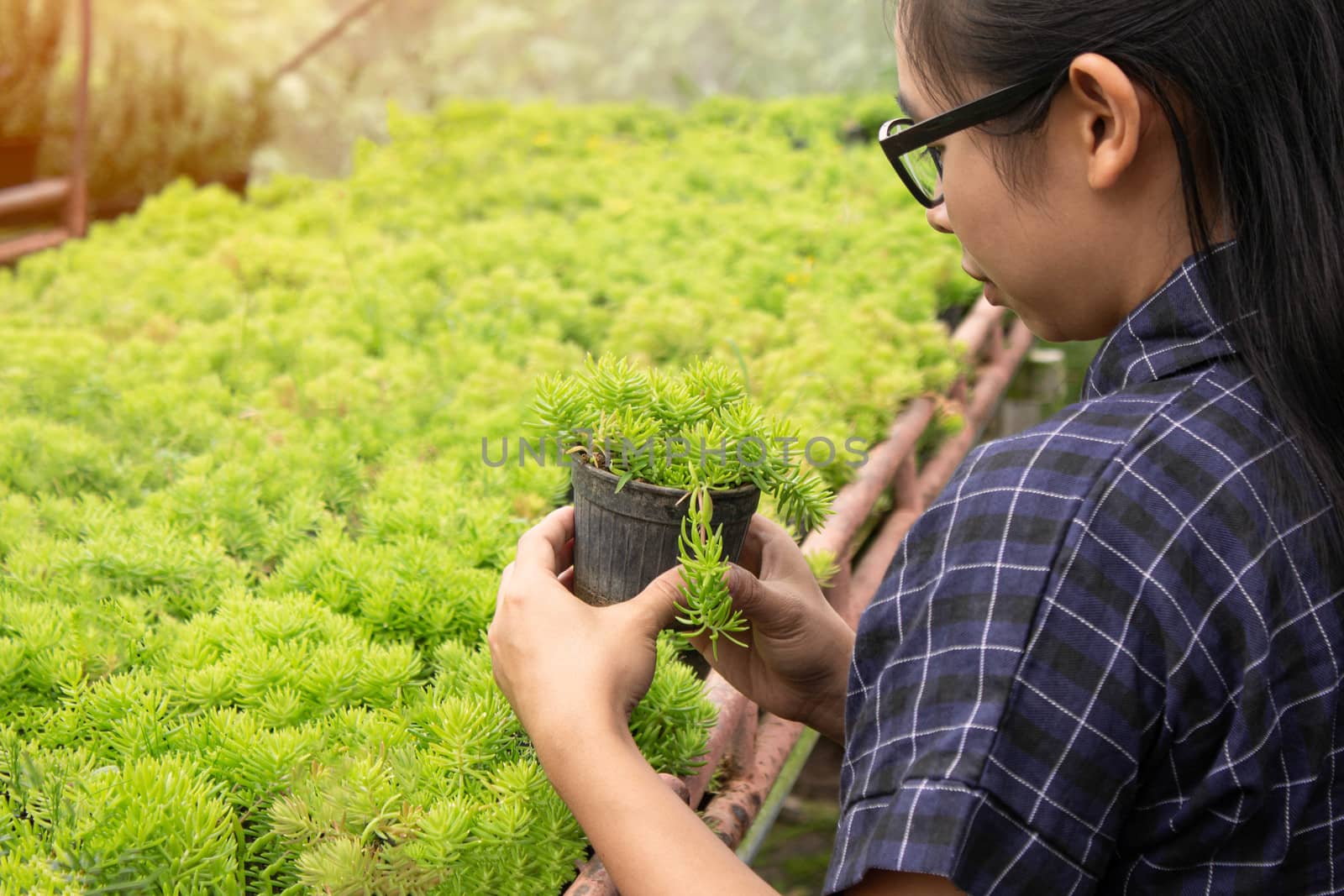 Asian woman gardener care of plants growing in plastic pots in a greenhouse for planting or for sale. by TEERASAK