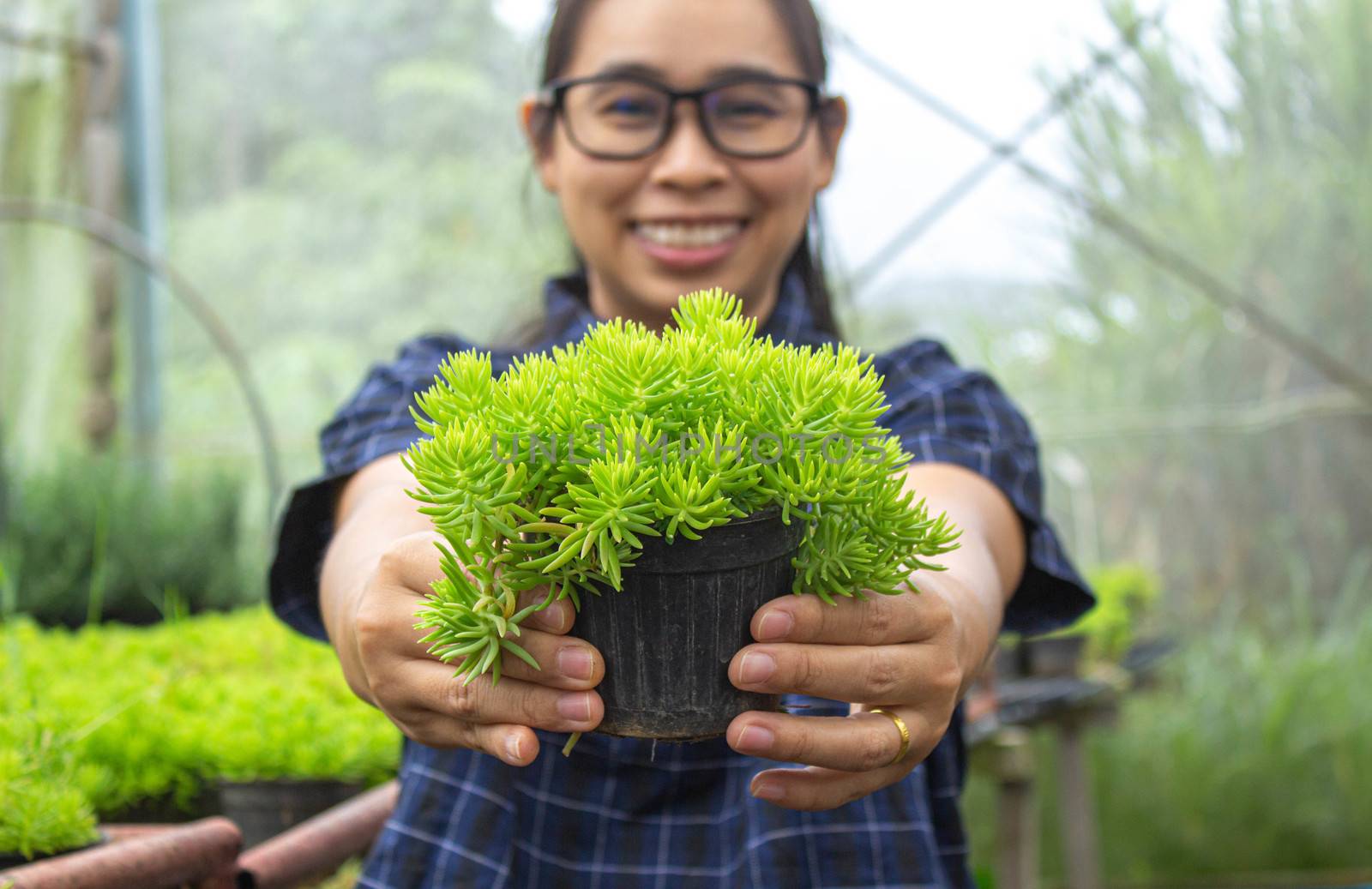 Gardener young woman at a nursery in greenhouse holding a pot of growing seedlings in her hands for sale. by TEERASAK