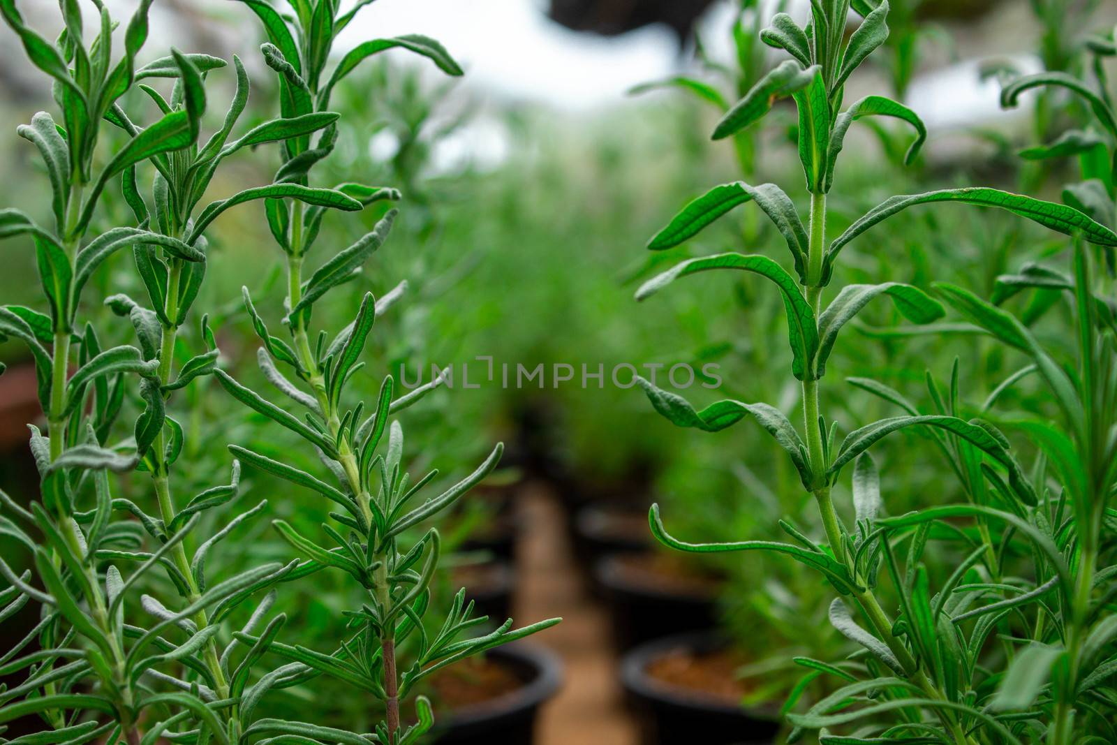 The young plants growing in plastic pots in a greenhouse for planting or for sale. Selective focus. by TEERASAK