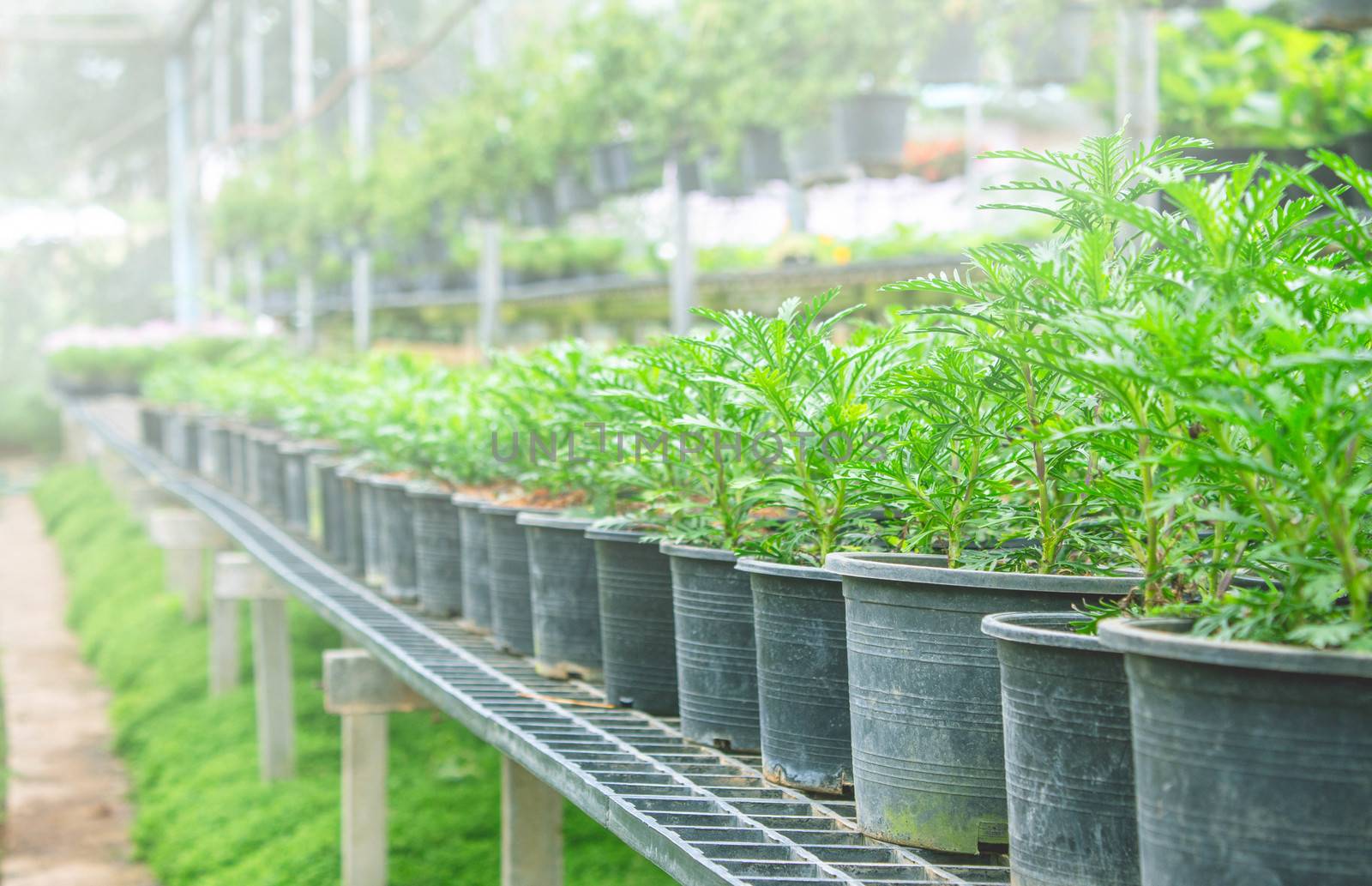 The young plants growing in plastic pots in a greenhouse for planting or for sale. Selective focus. by TEERASAK