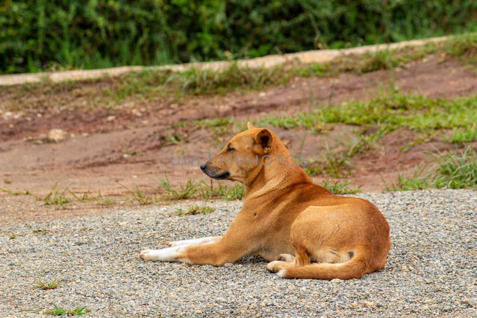 A brown dog lying on ground  in the garden. by TEERASAK