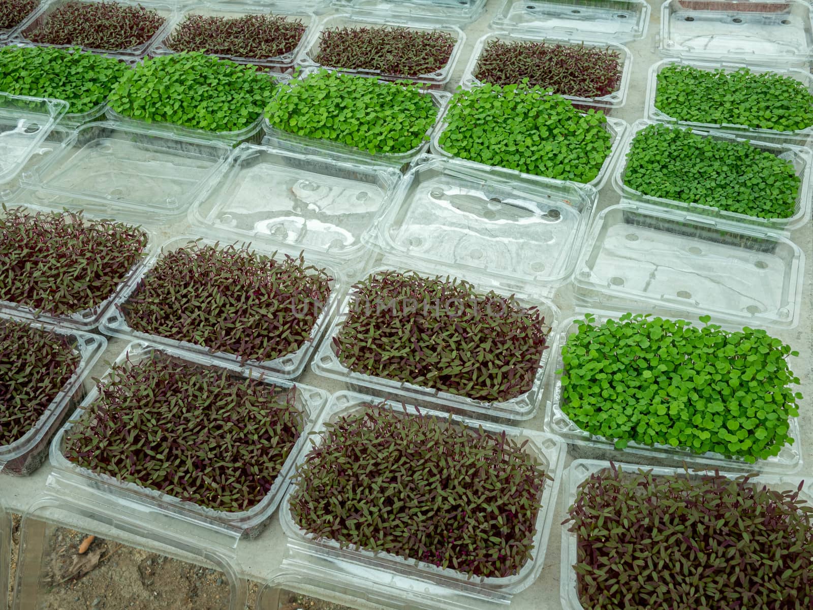 The Plant seedlings in plastic packages before selling in shop. by TEERASAK