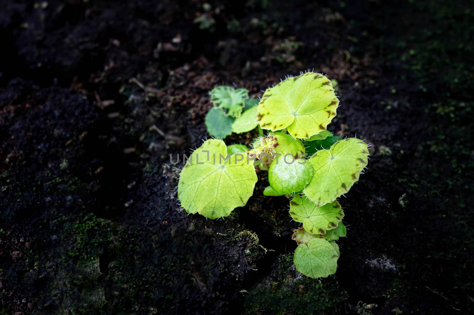 The plant seedling in tray