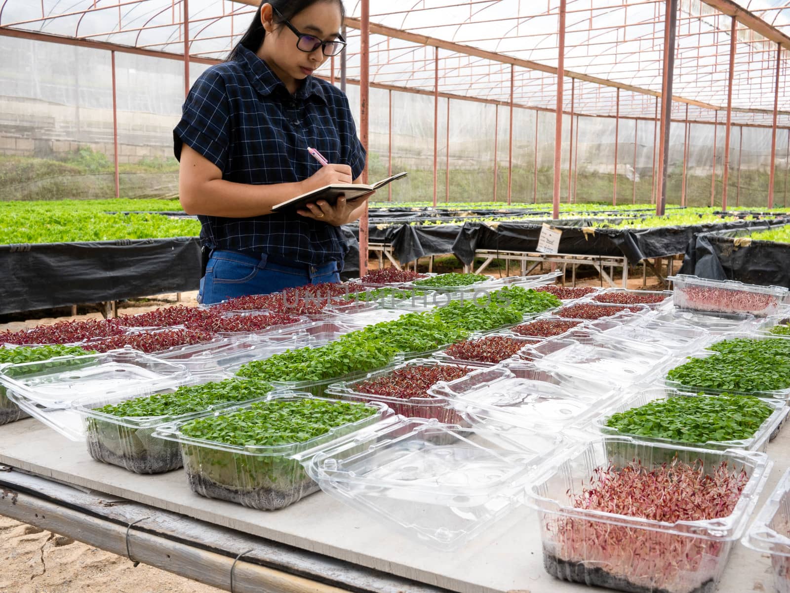 Asian woman gardener work in greenhouse with notebook check the neatness of the packaging of plant seedlings before selling.