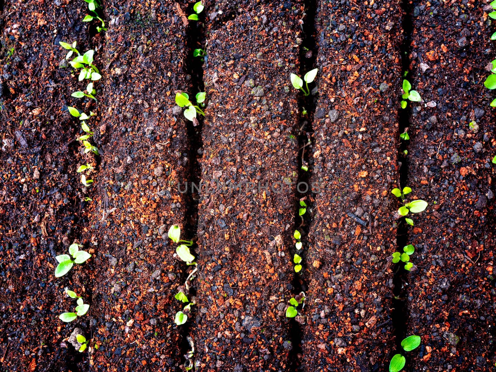 The plant seedling in tray