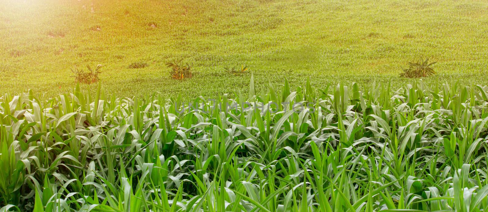 Landscape of corn fields on the hill with sunlight in northern of Thailand.