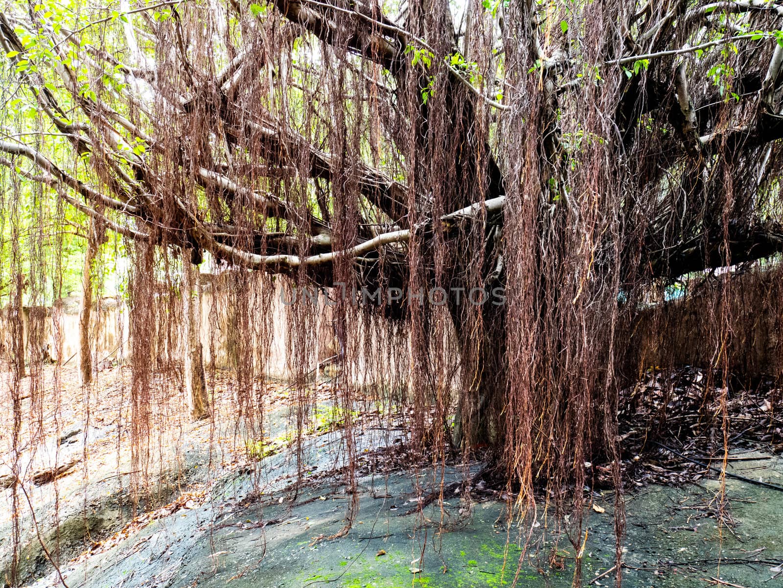 The banyan tree in the park. by TEERASAK