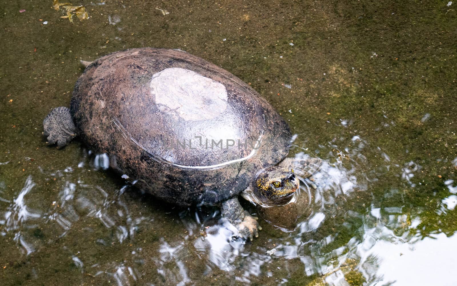 Turtle swimming in the little pond in public garden. by TEERASAK